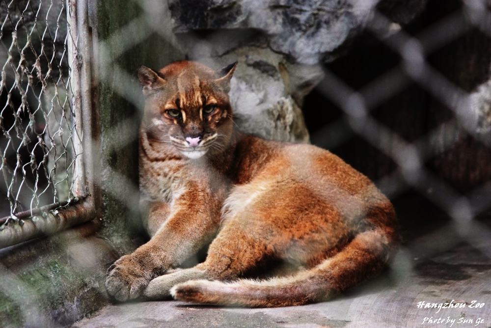 Asiatic golden cat