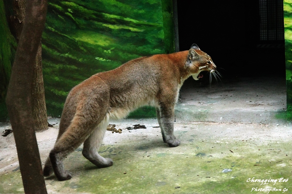 Asiatic Golden Cat