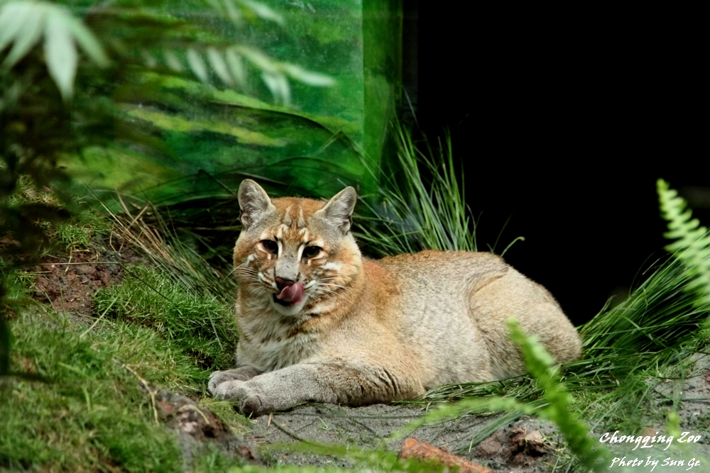 Asiatic Golden Cat