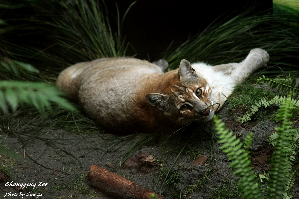 Asiatic Golden Cat