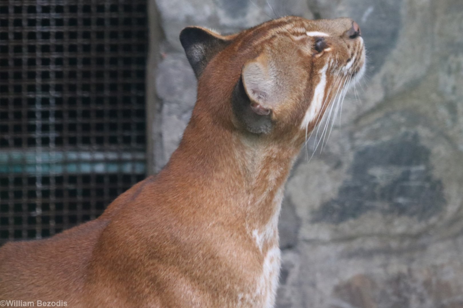 Asiatic Golden Cat
