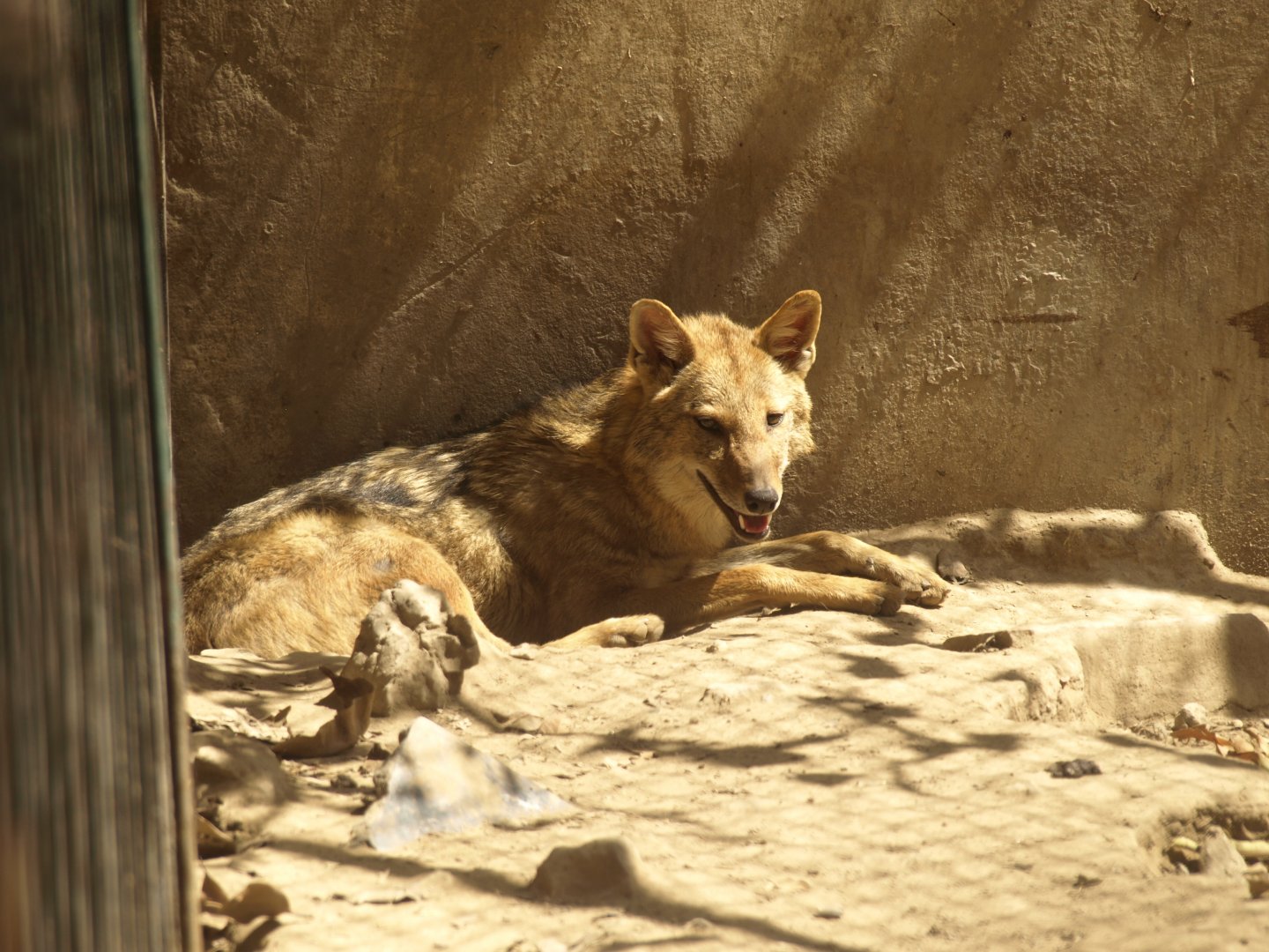 Asiatic jackal - Lahore zoo 8/4/2017