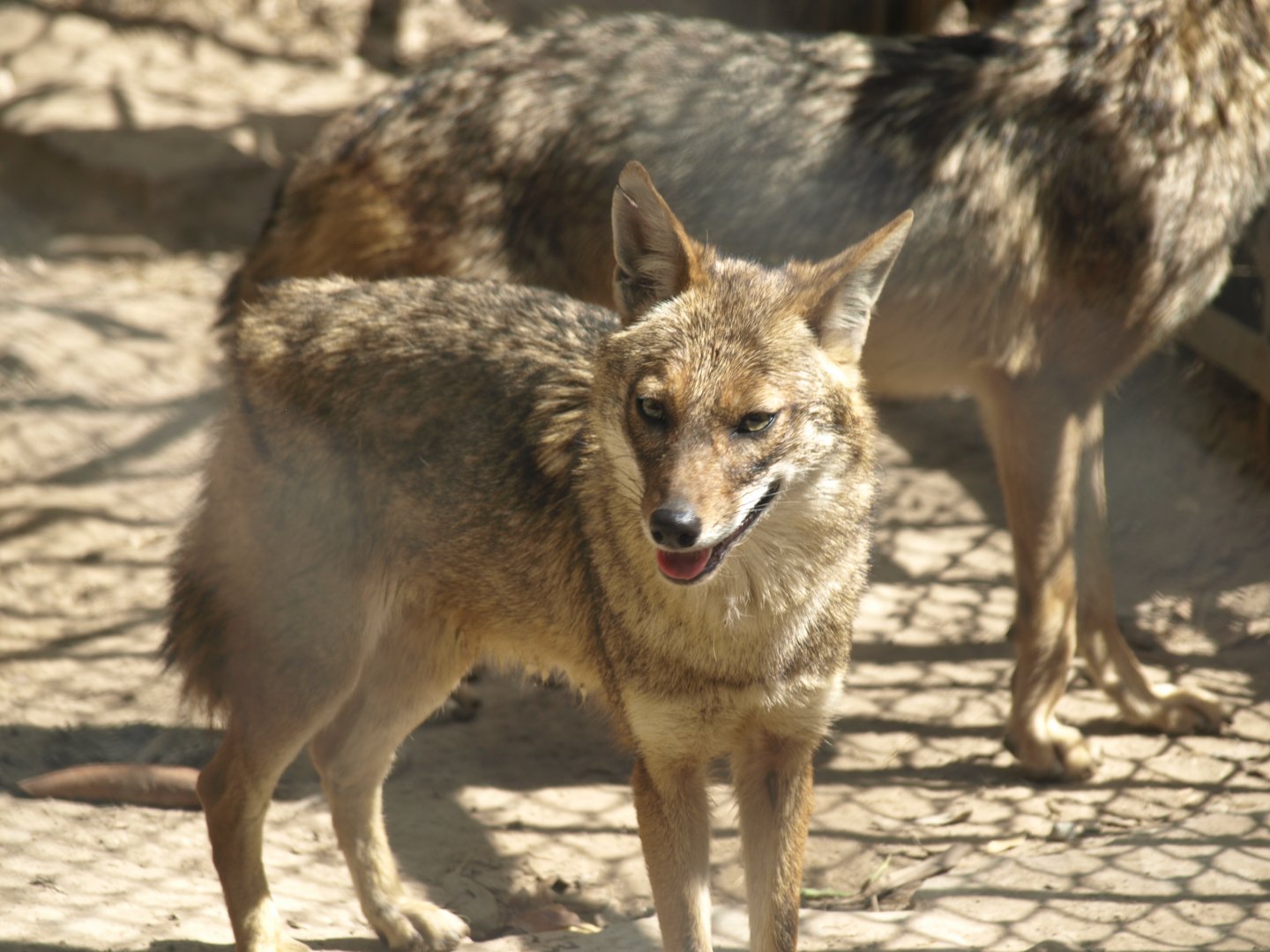 Asiatic jackal - Lahore zoo 8/4/2017
