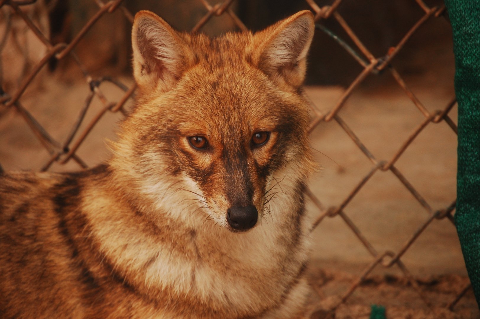 Asiatic jackal - Peshawar zoo 12/14/2019