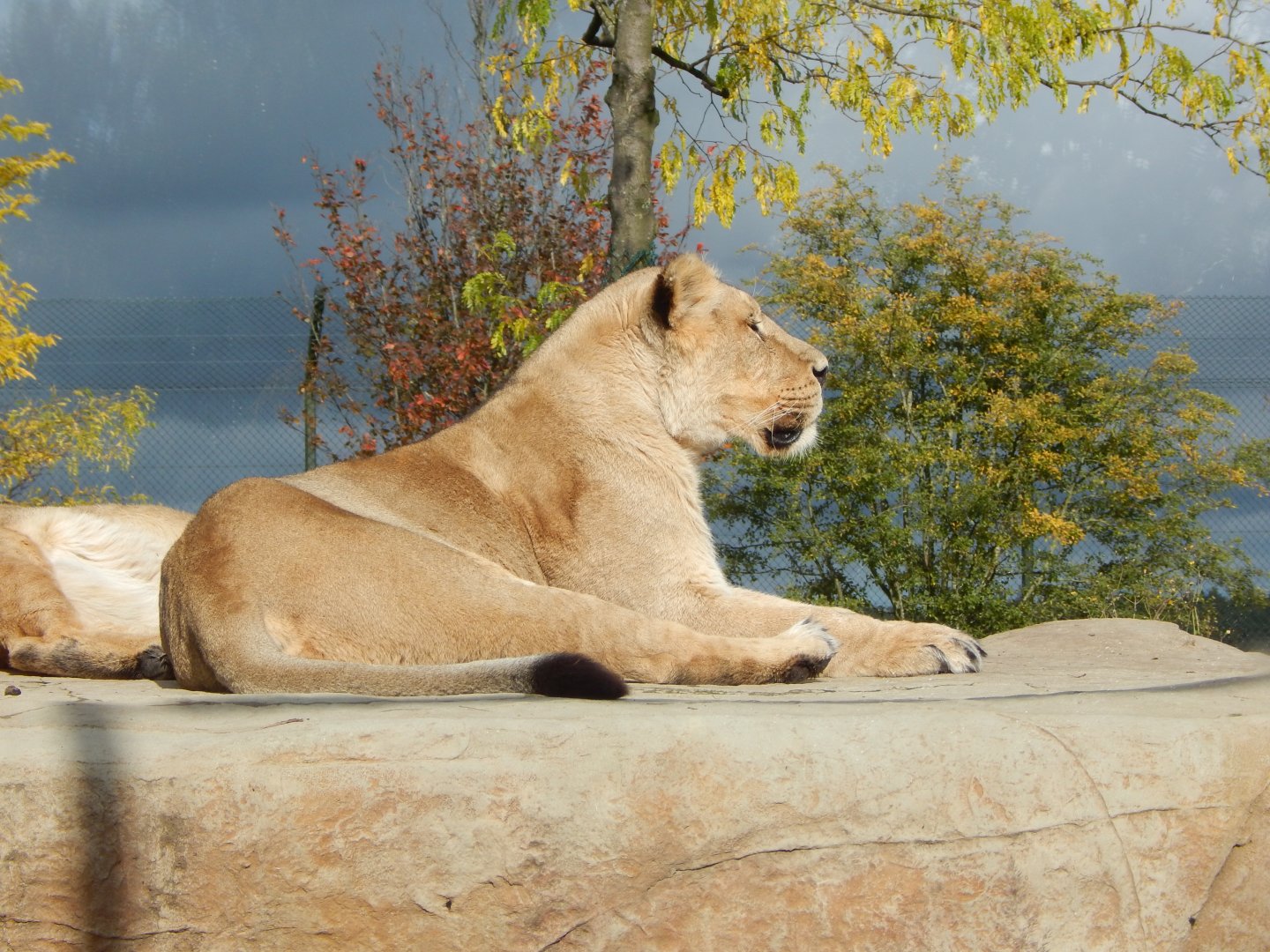 Asiatic lion 081020