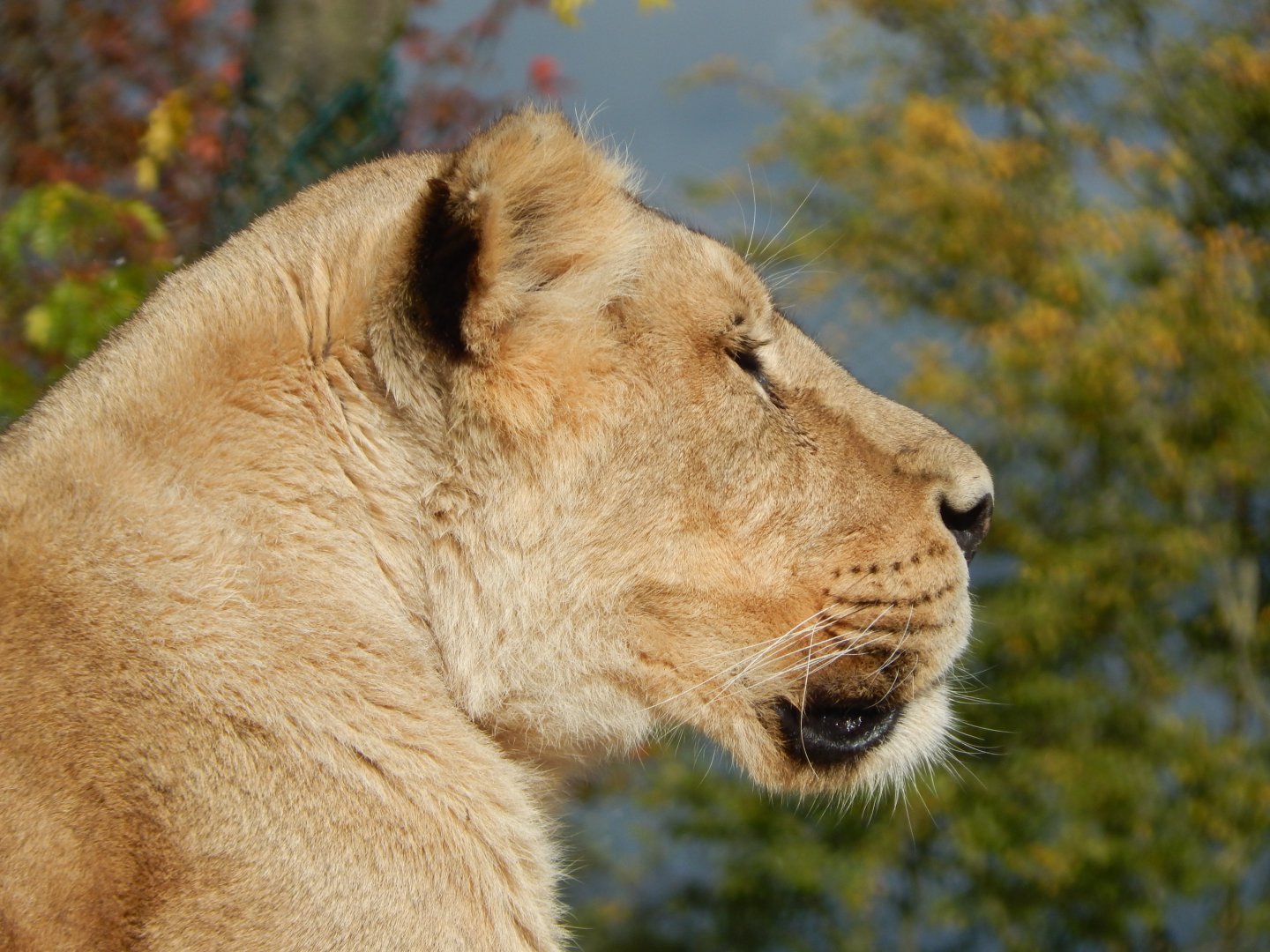 Asiatic lion 081020