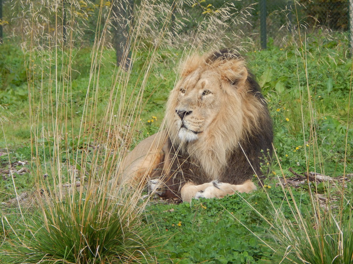Asiatic lion 081020