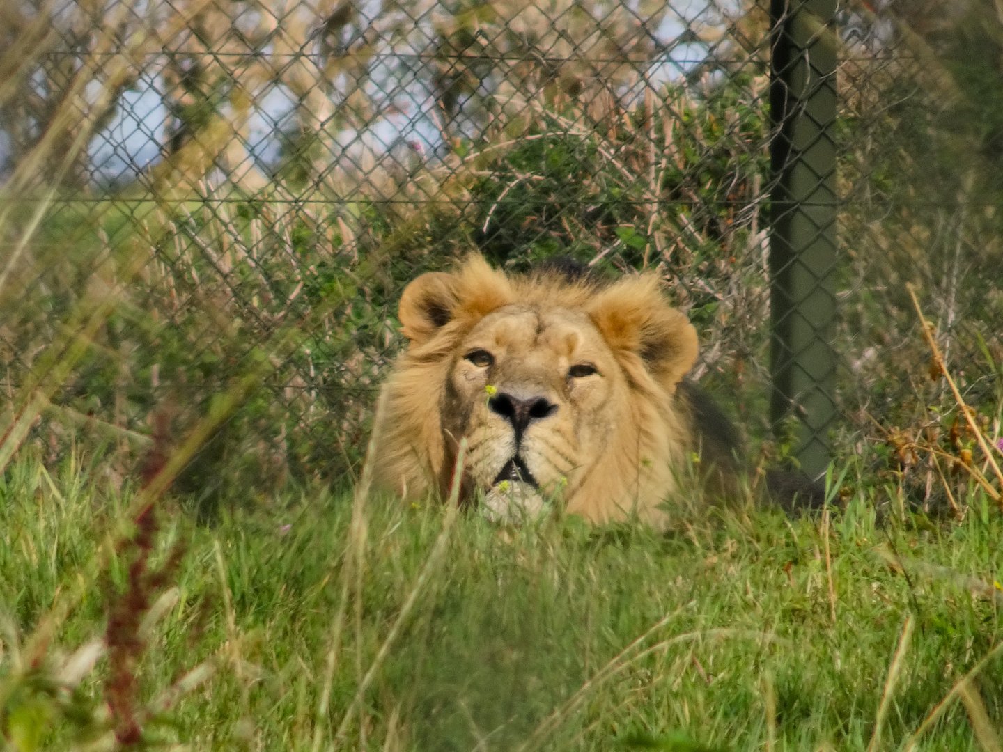 Asiatic Lion 13 September 2025