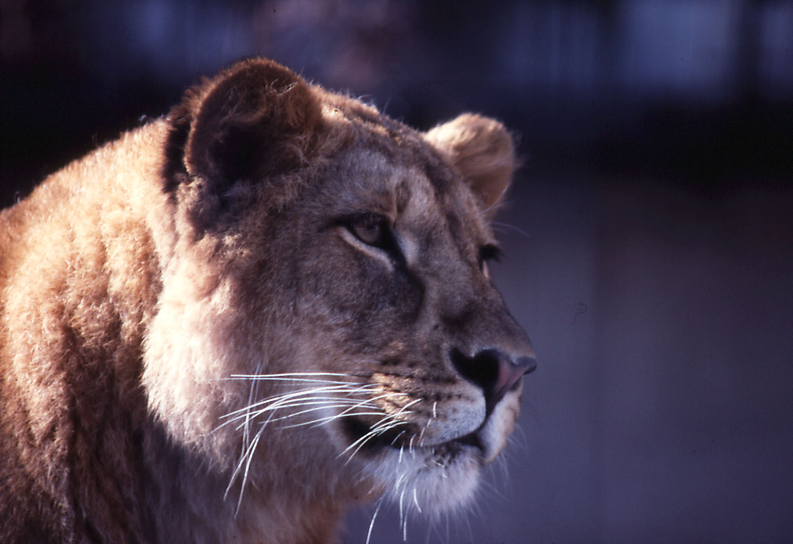 Asiatic Lion - 1984