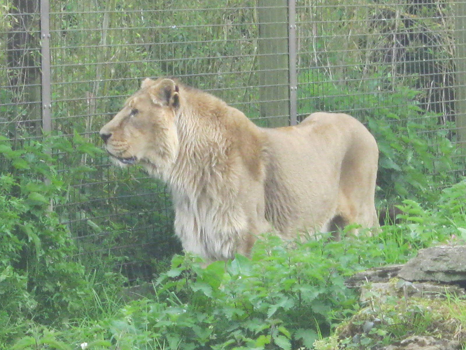 Asiatic Lion 2012.