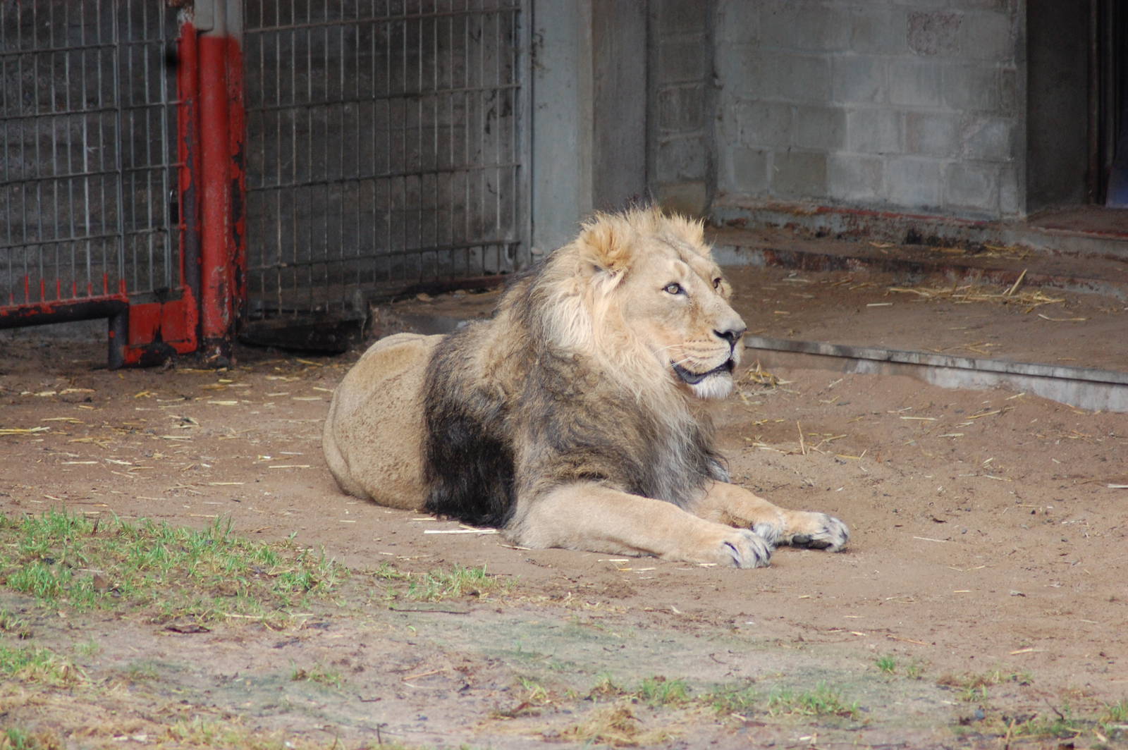Asiatic Lion 27-02-2011