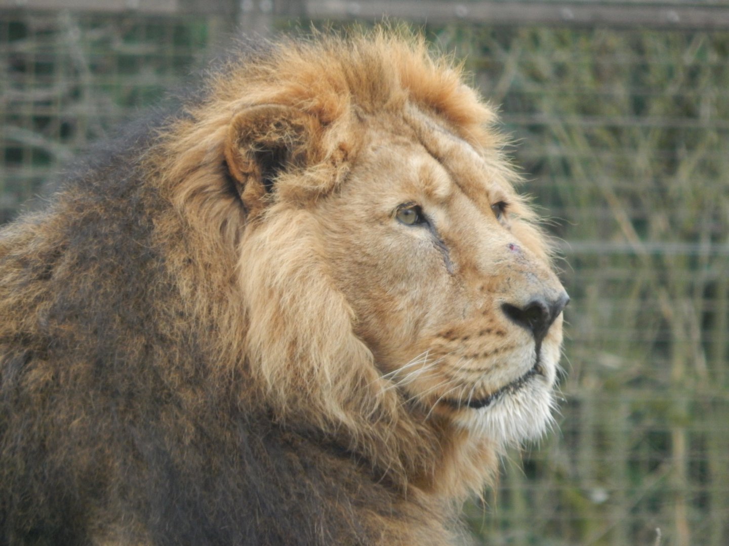Asiatic lion 280222