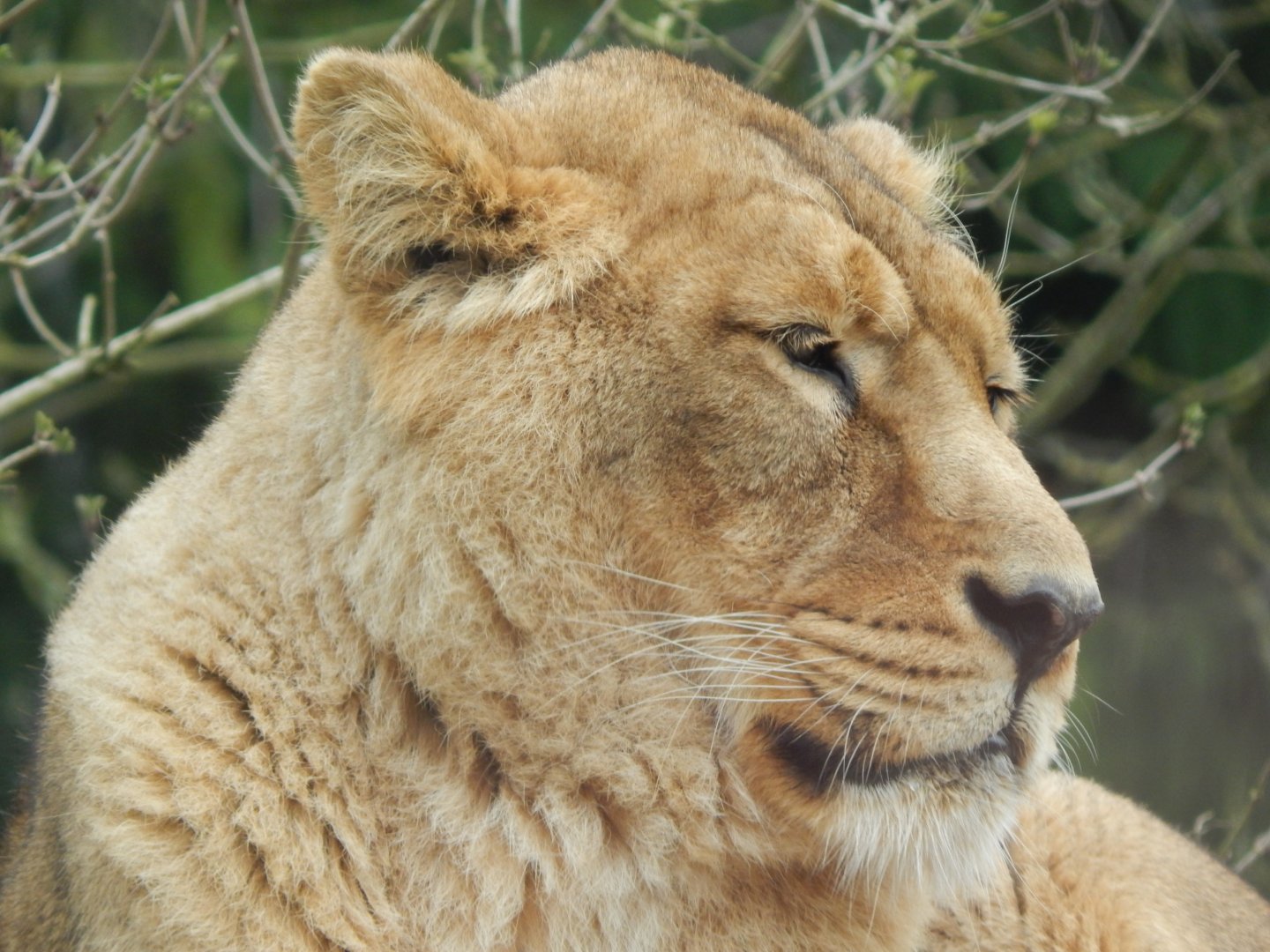 Asiatic lion 280222