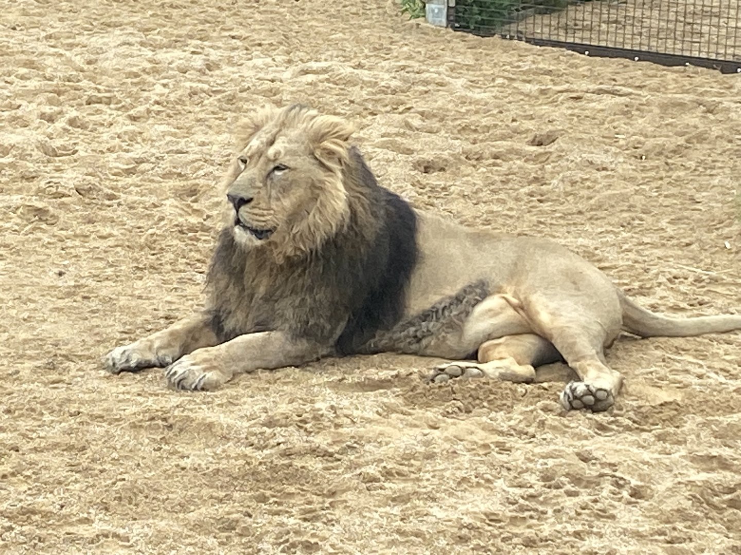 Asiatic lion 280423