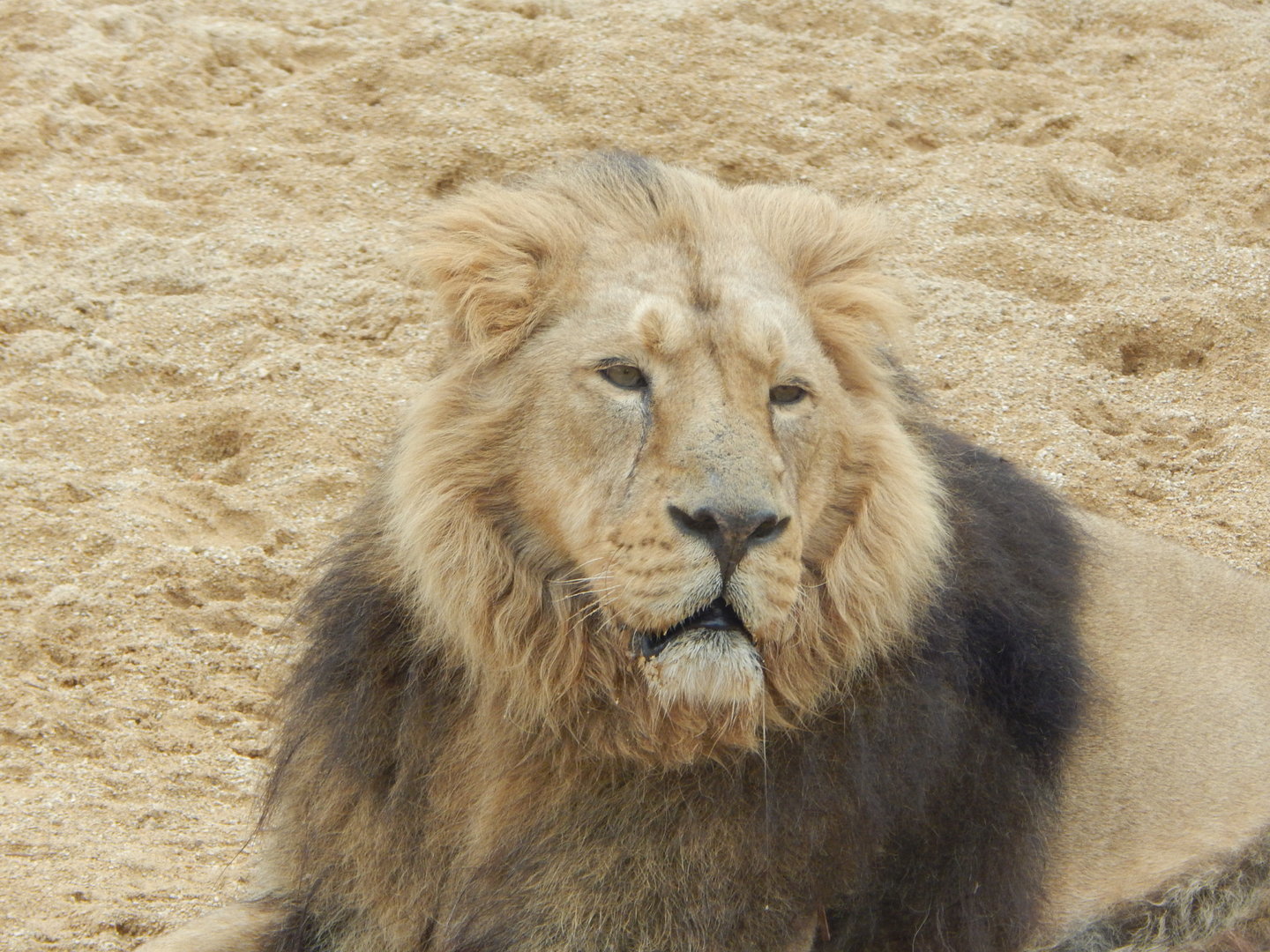 Asiatic lion 280423