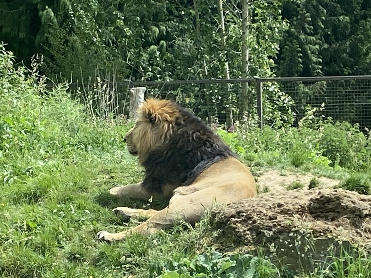 Asiatic lion 310525