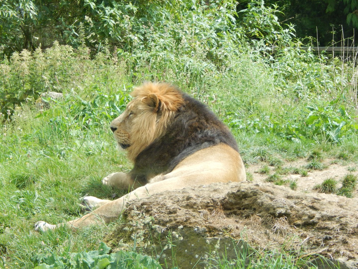 Asiatic lion 310525