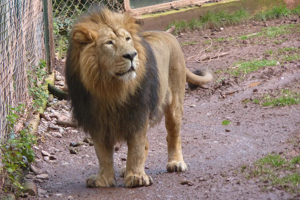 Asiatic lion 4 March 2012