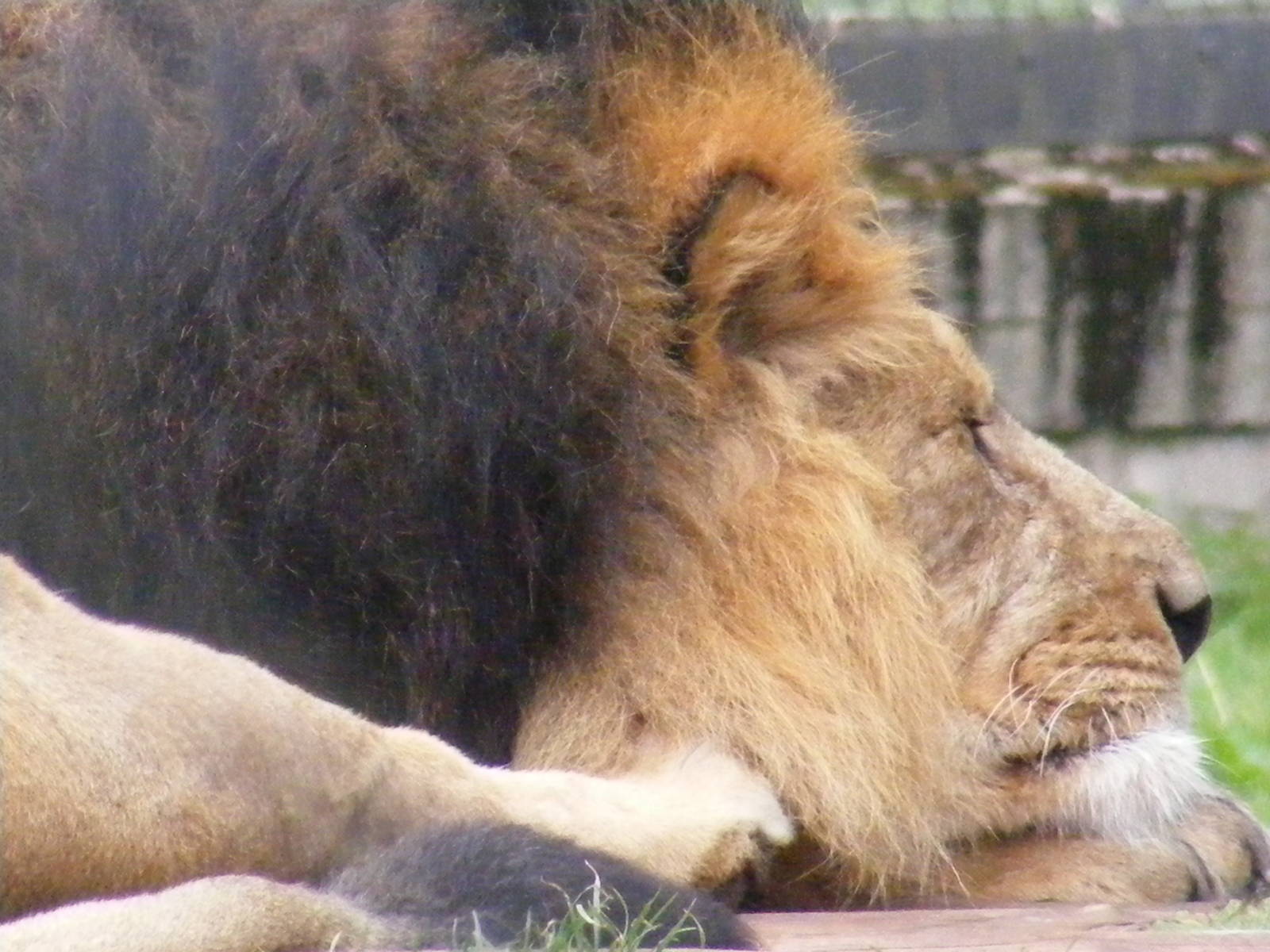Asiatic Lion - 6 April 2009
