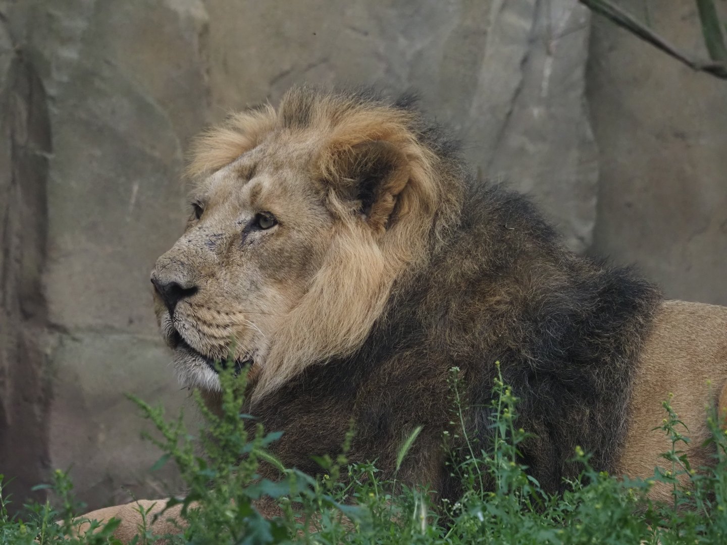 Asiatic Lion 6