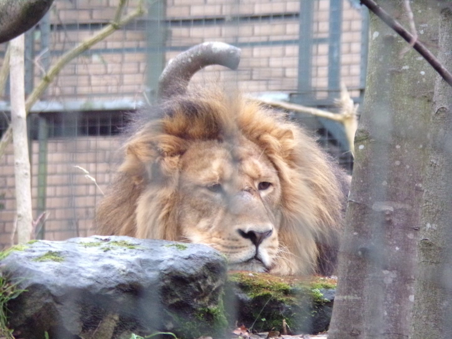 Asiatic lion 9.12.23