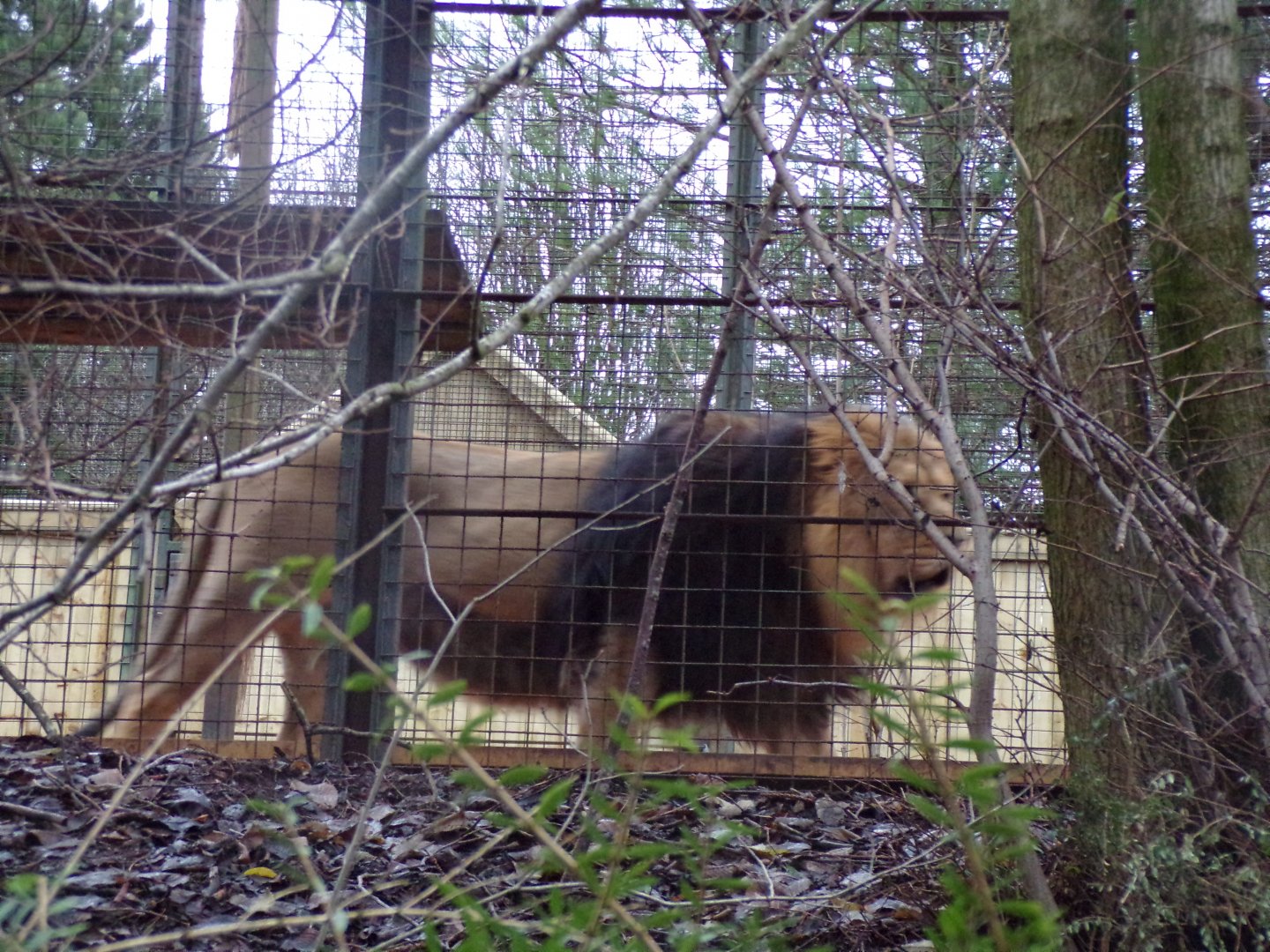 Asiatic lion 9.12.23