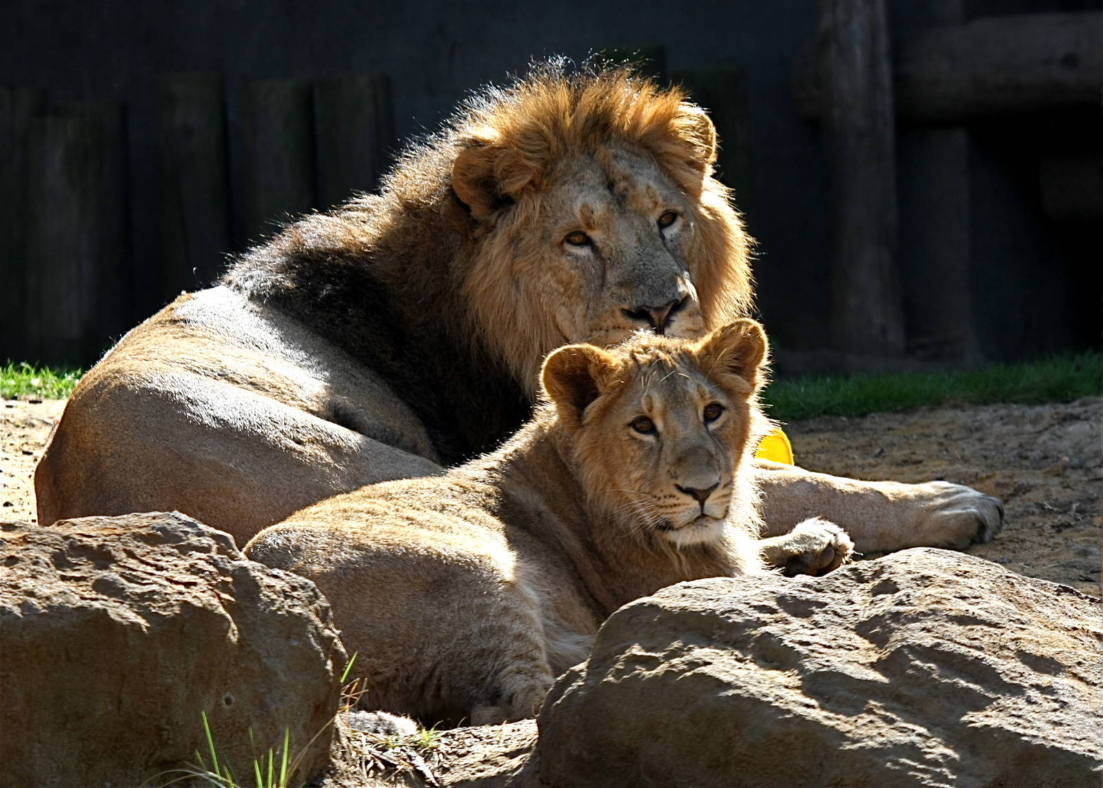 Asiatic Lion and cub.