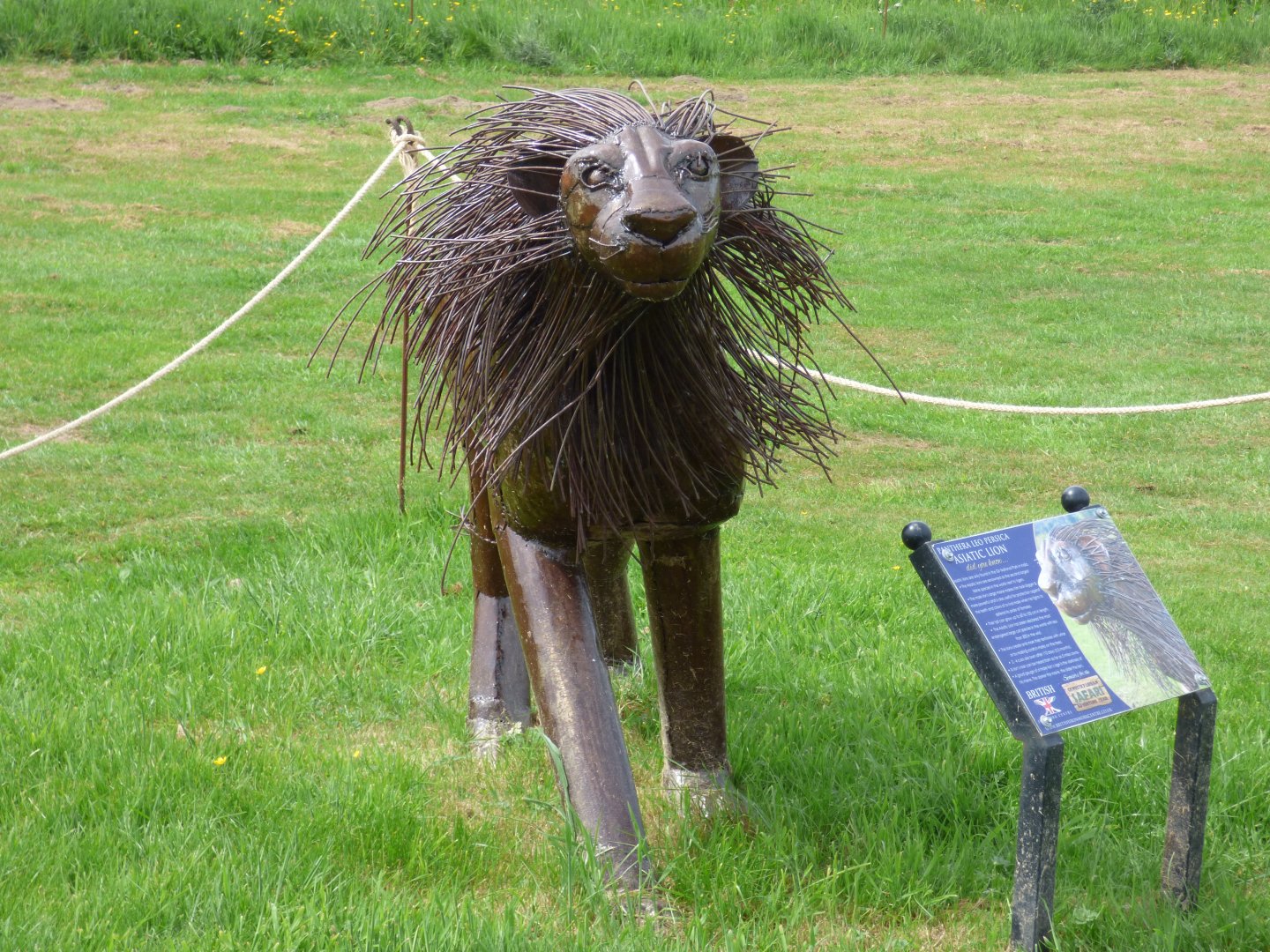 Asiatic Lion at British Iron Works Centre