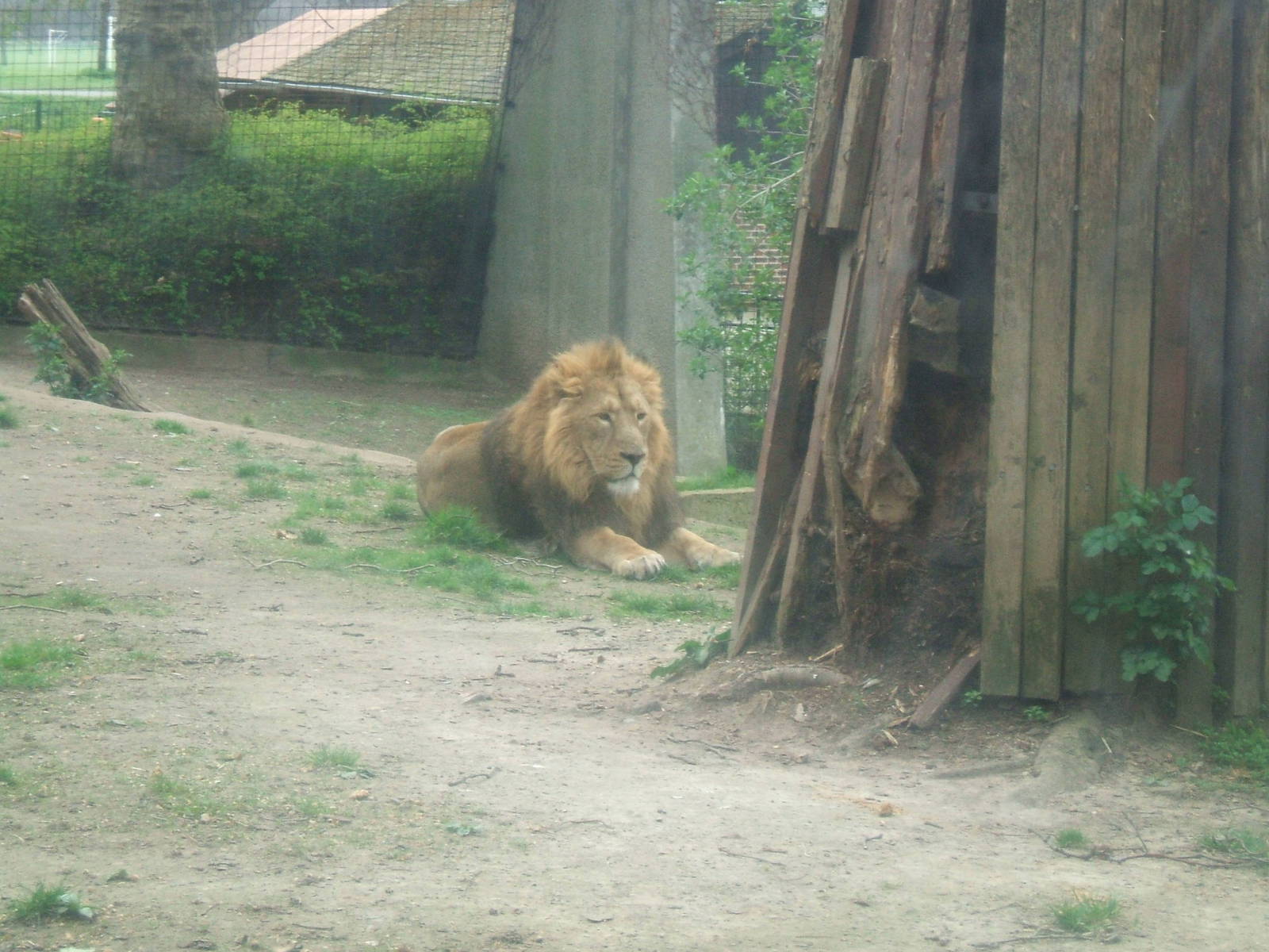 Asiatic Lion at London Zoo