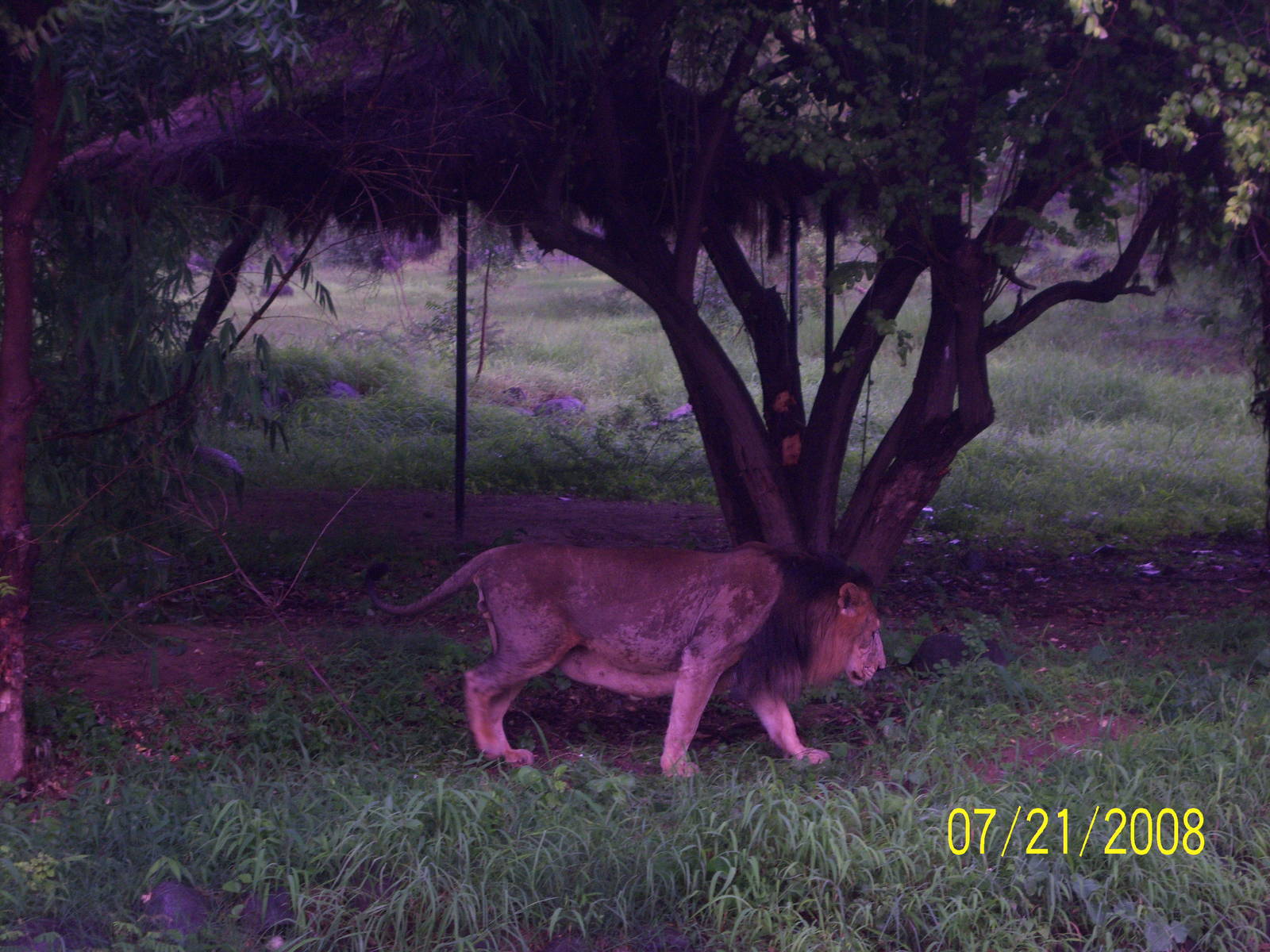 asiatic lion at sakkarbagh zoo