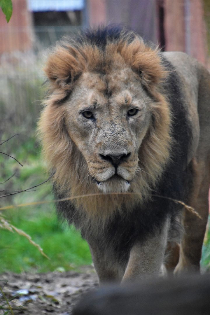 Asiatic lion - Bhanu