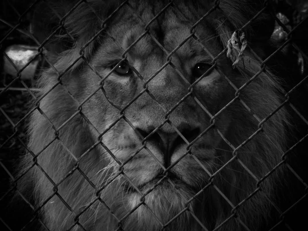 Asiatic Lion Bristol Zoo