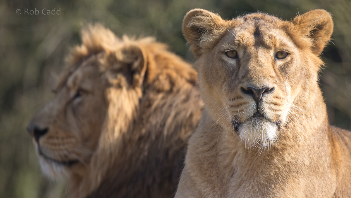 Asiatic lion : Cotswold WP : 11 Mar 2016