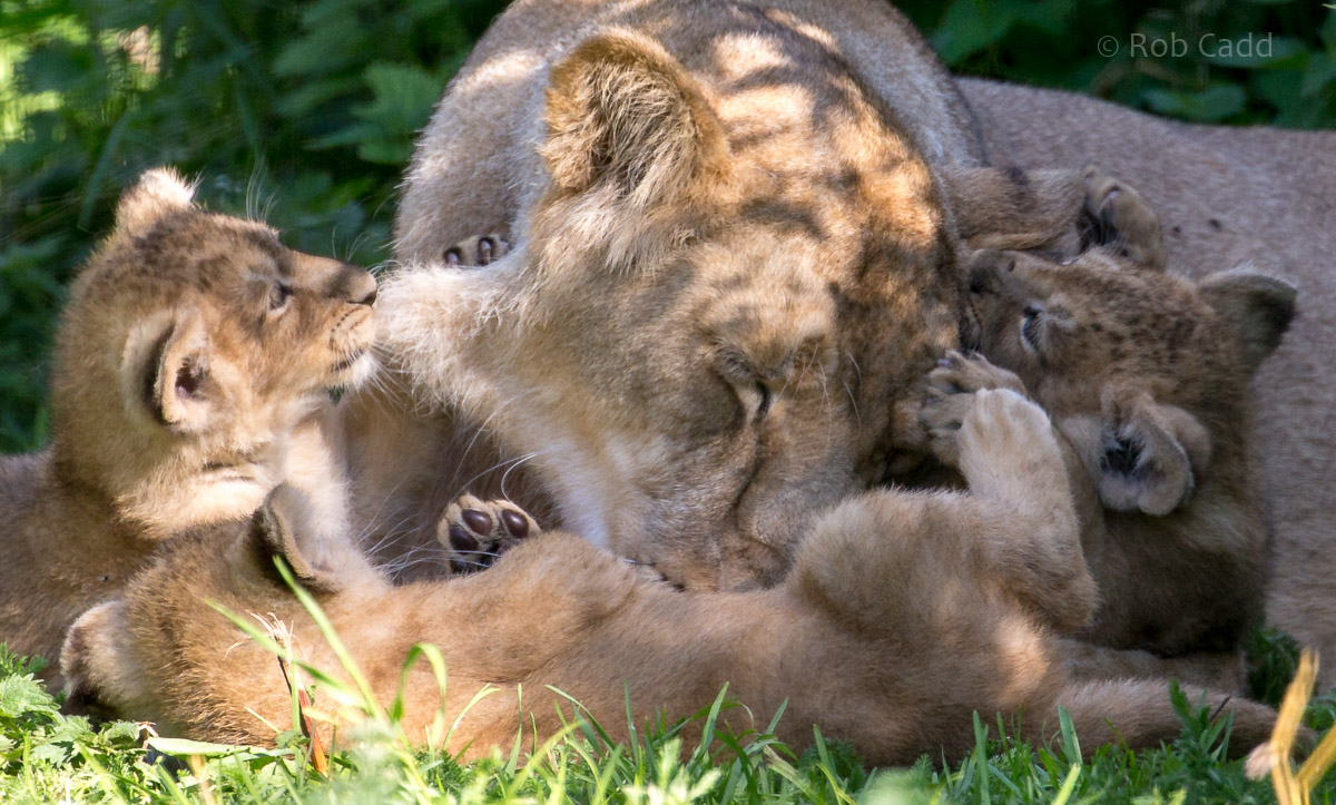 Asiatic lion : Cotswold WP : 17 Jul 2016