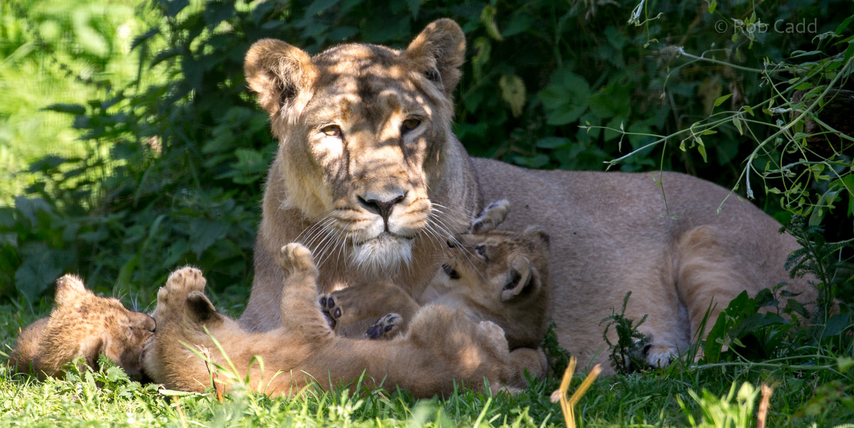 Asiatic lion : Cotswold WP : 17 Jul 2016