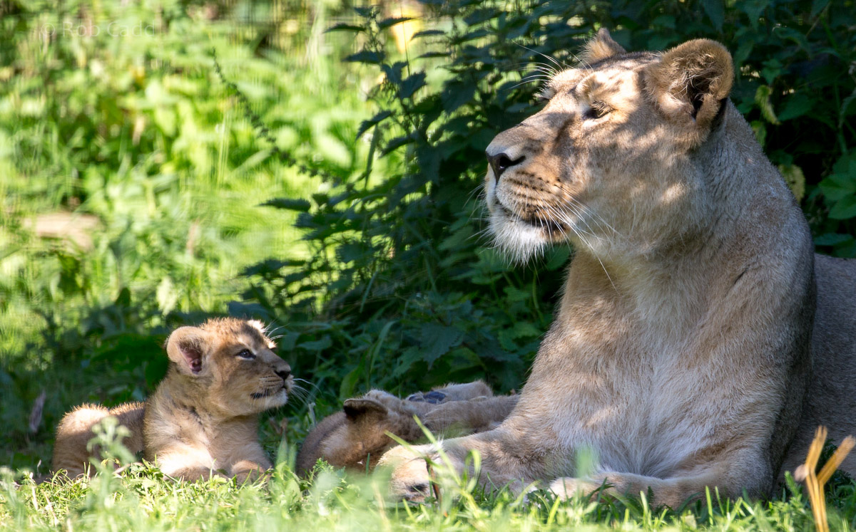 Asiatic lion : Cotswold WP : 17 Jul 2016