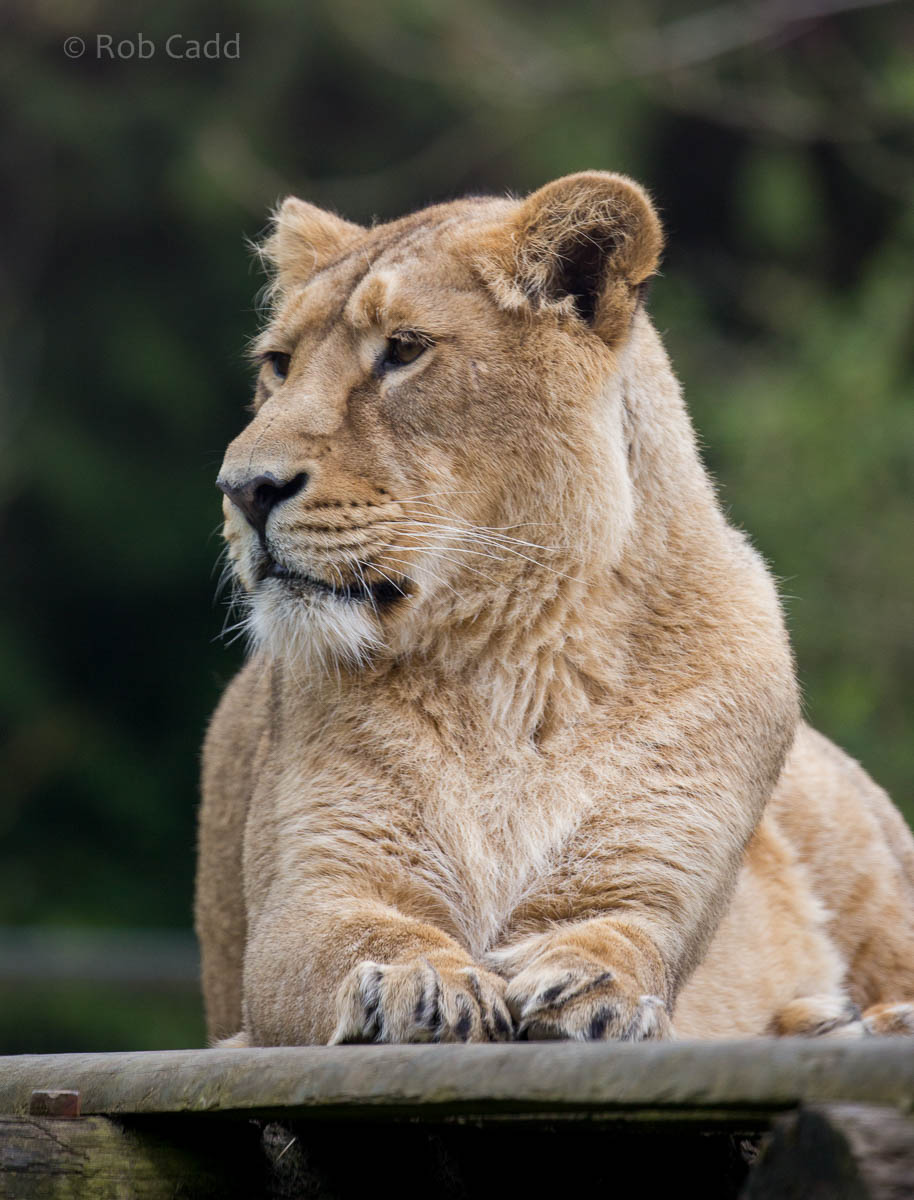 Asiatic lion : Cotswold WP : 19 Apr 2015