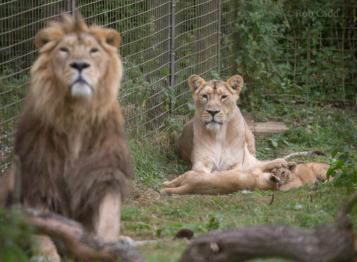 Asiatic lion : Cotswold WP : 29 Jul 2016