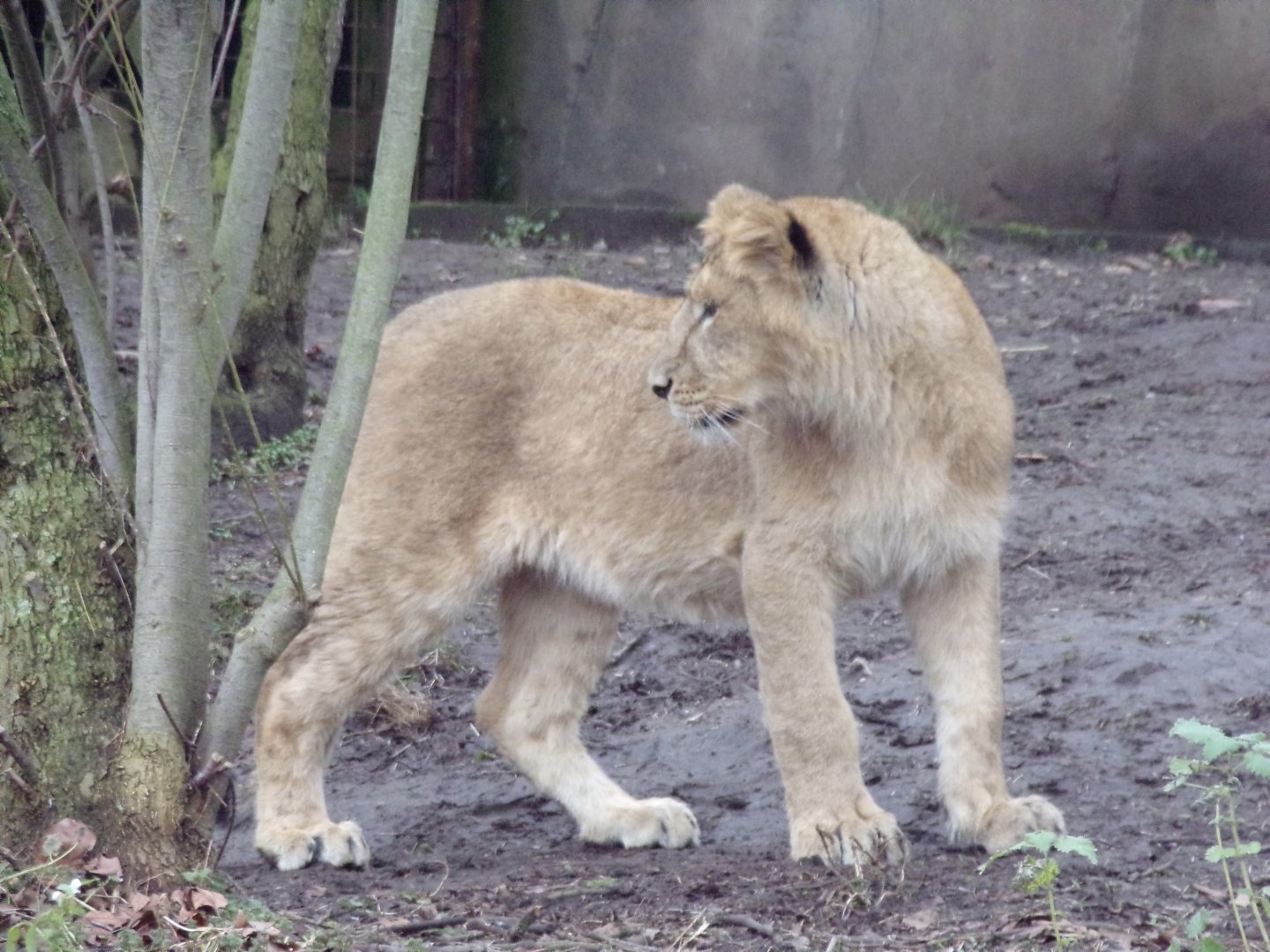 Asiatic lion cub 11.2.25