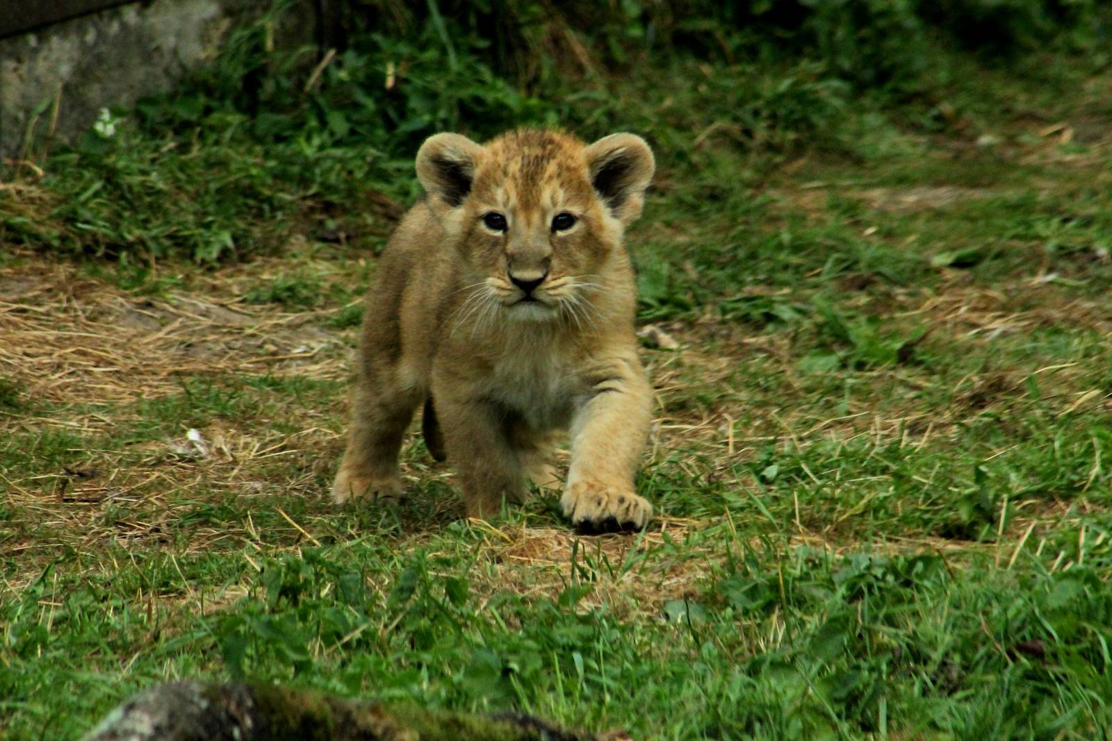 Asiatic Lion Cub - 23rd July 2016