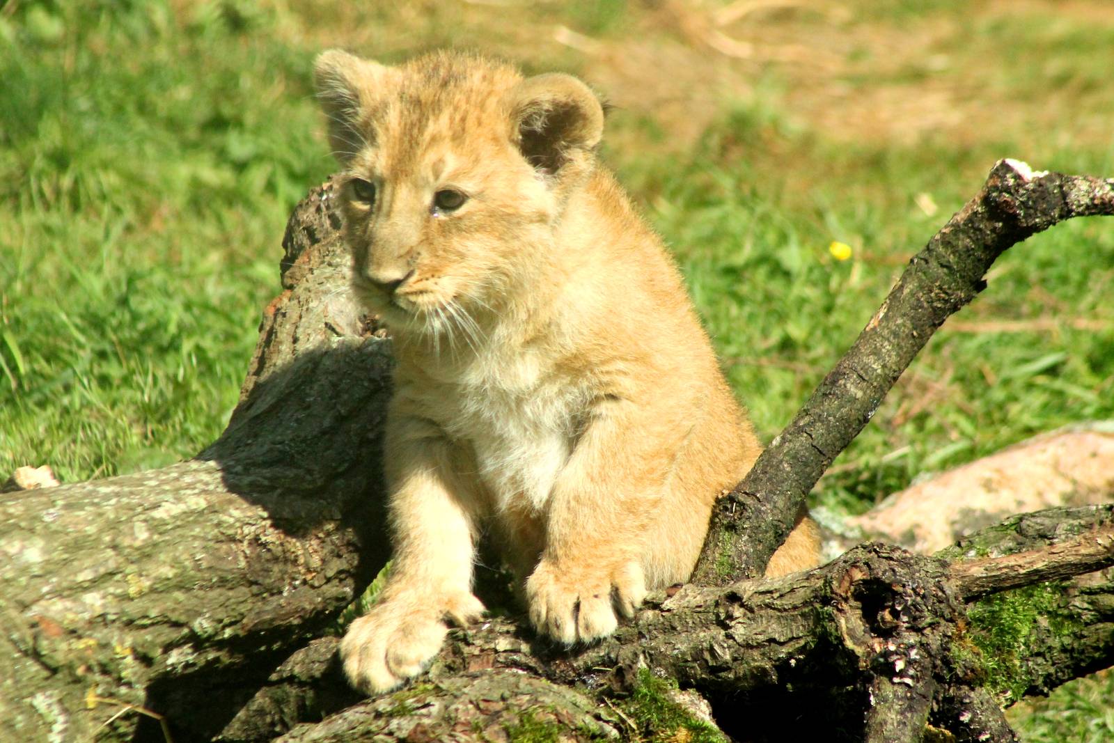 Asiatic Lion Cub - 23rd July 2016