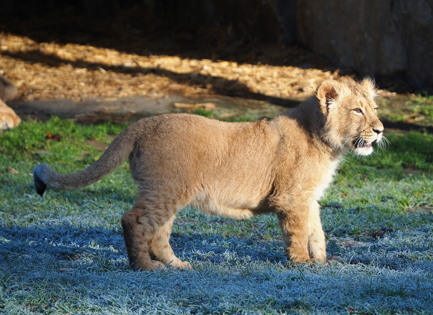 Asiatic lion cub (Panthera leo persica), 2022-02-12