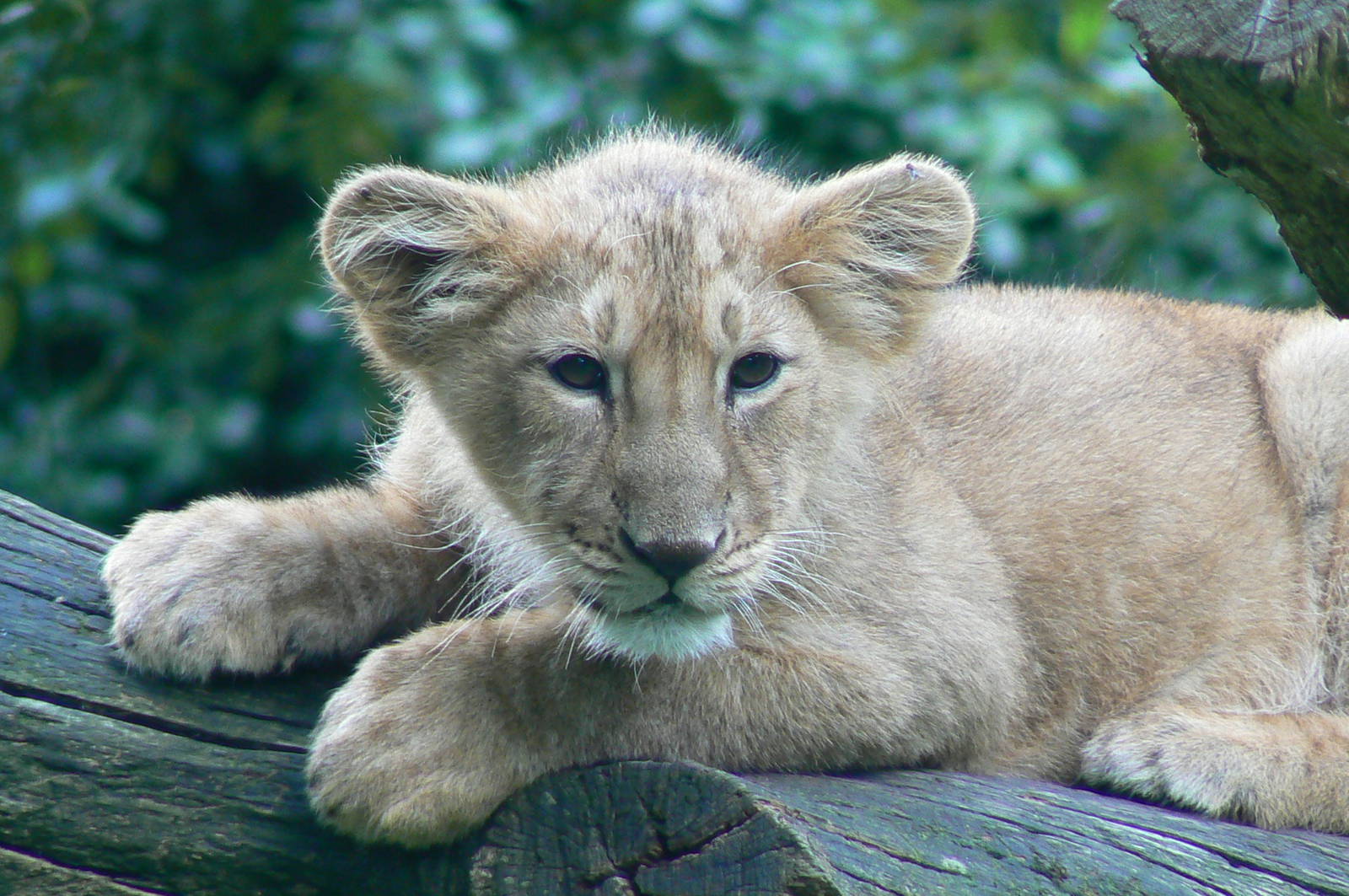 Asiatic lion cub
