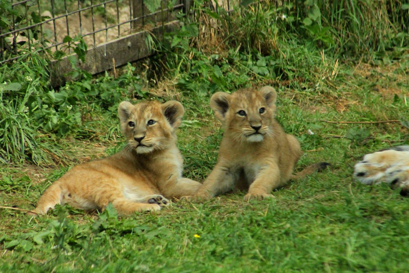 Asiatic Lion Cubs - 23rd July 2016