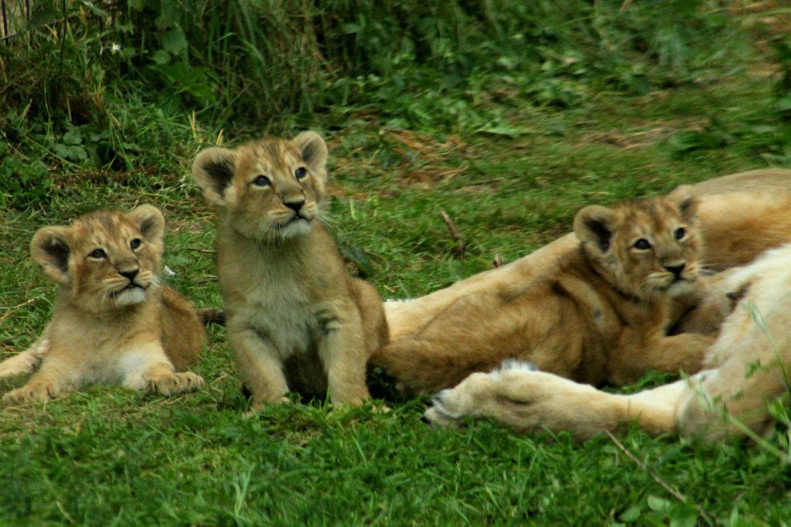 Asiatic Lion Cubs - 23rd July 2016