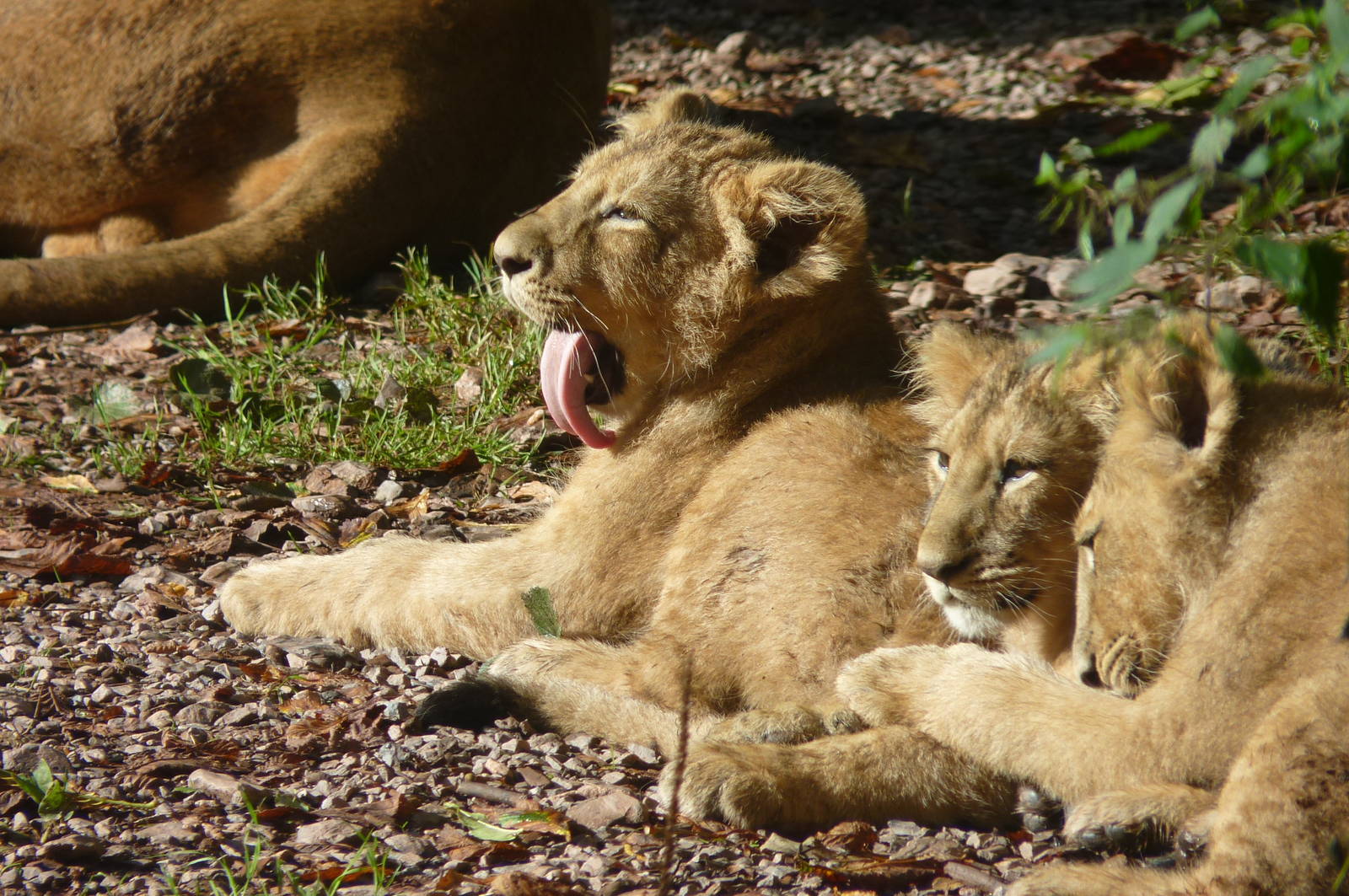 Asiatic Lion Cubs, 5 October 2012
