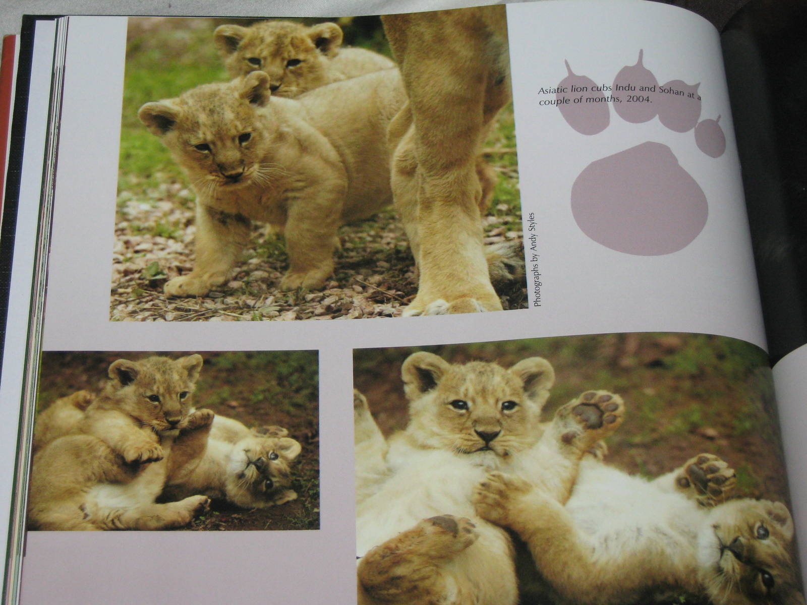 Asiatic lion cubs Indu and Sohan