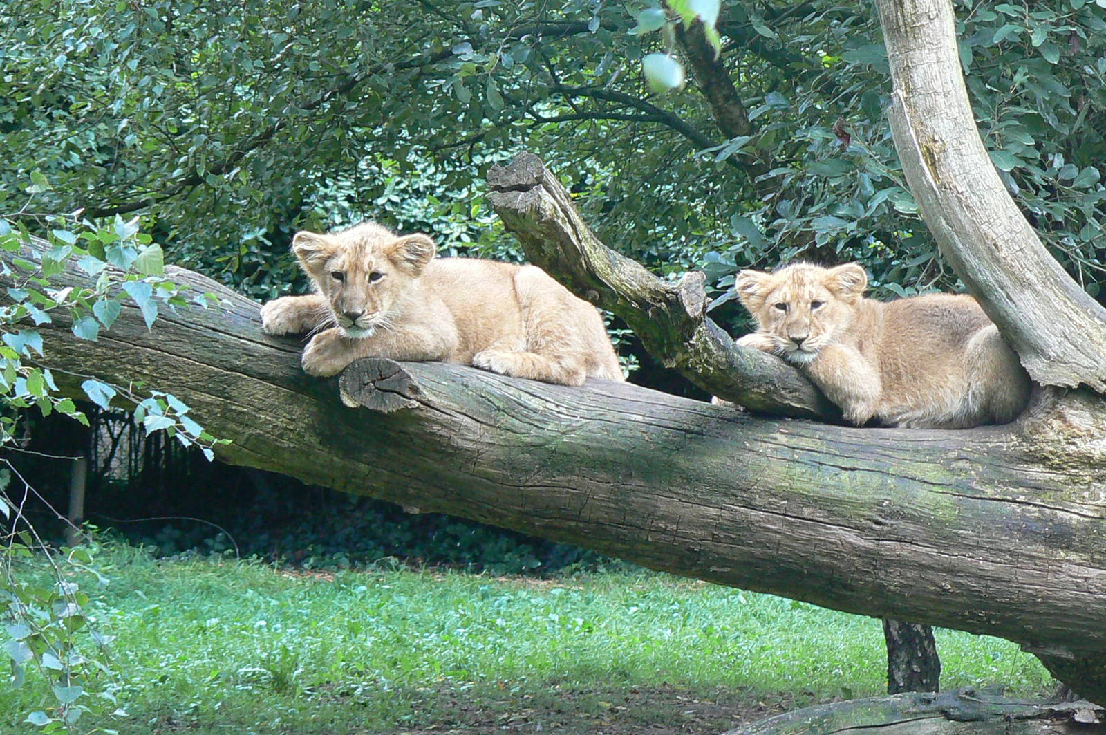 Asiatic lion cubs