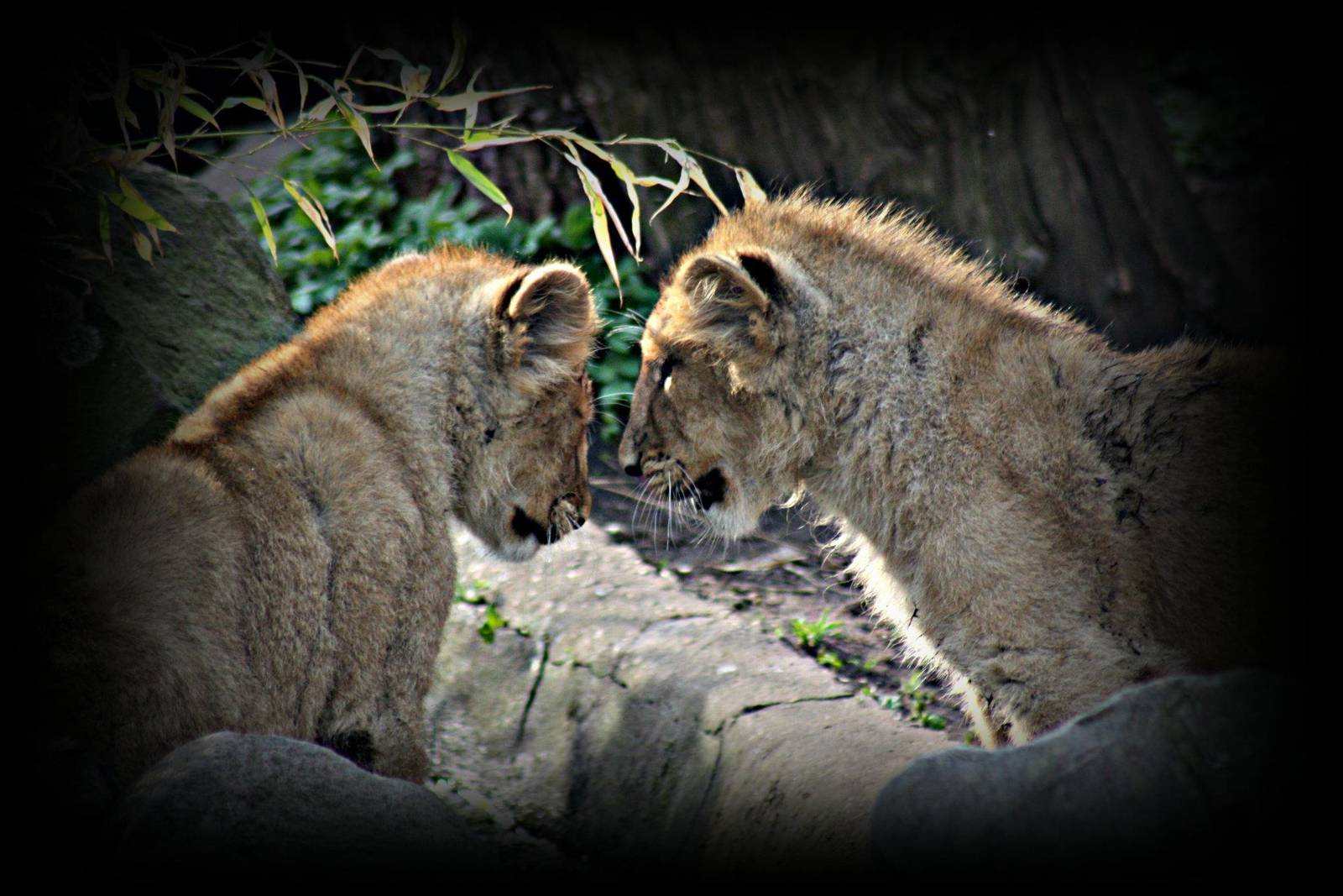 asiatic lion cubs
