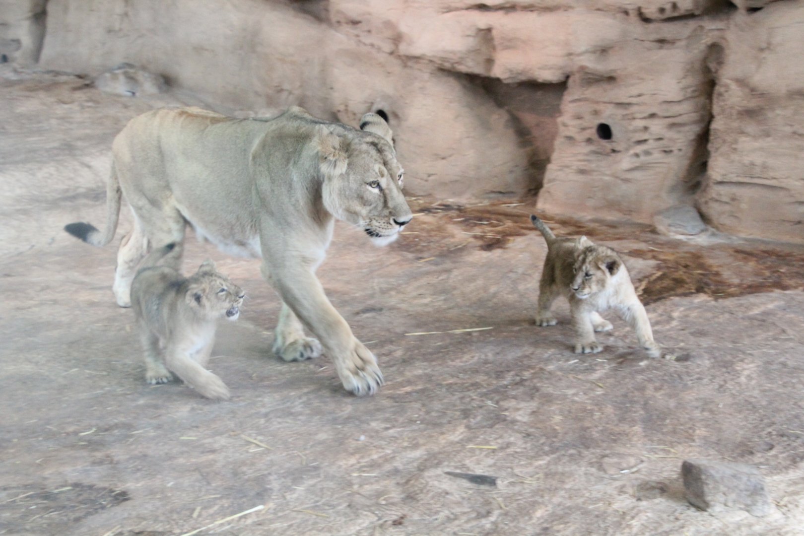 Asiatic Lion Cubs